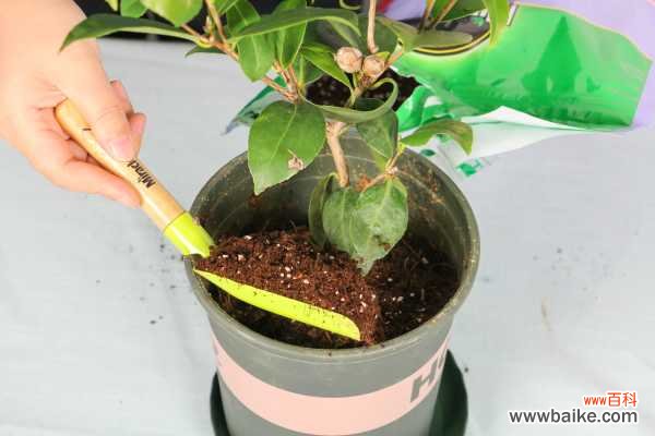 茶花花骨朵干枯但没掉是怎么回事