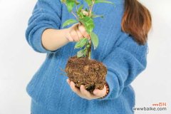 茶花花骨朵干枯但没掉是怎么回事