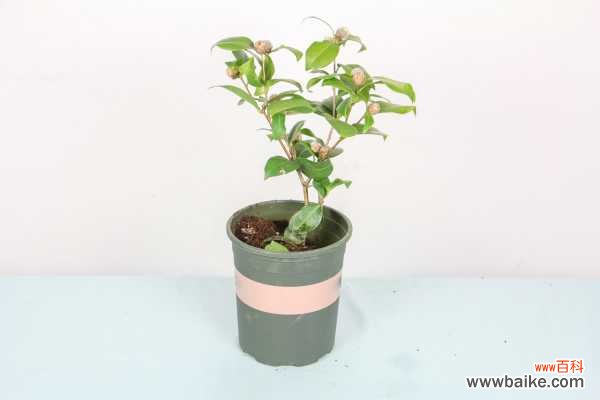 茶花花骨朵干枯但没掉是怎么回事