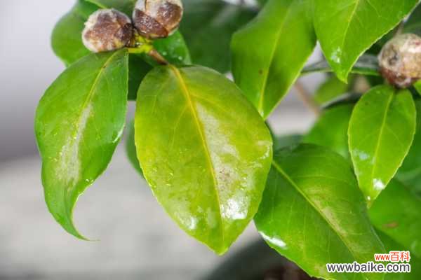 茶花的叶子干硬脱落什么原因