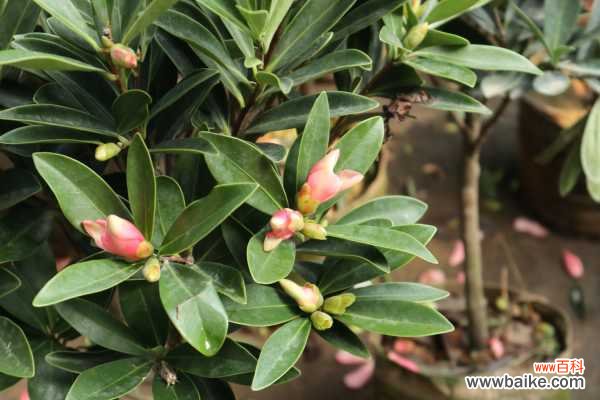 茶花的叶子干硬脱落什么原因