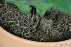 长寿花叶子干焦怎么办