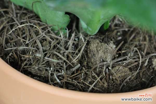 长寿花叶子干焦怎么办