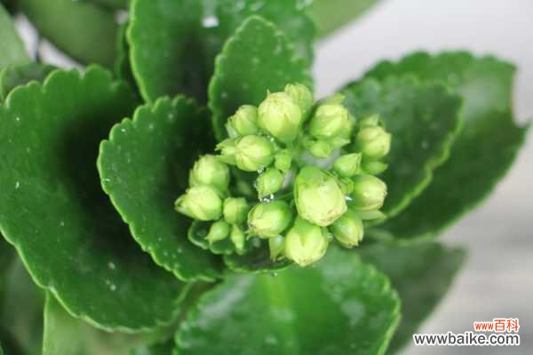 长寿花叶子干焦怎么办