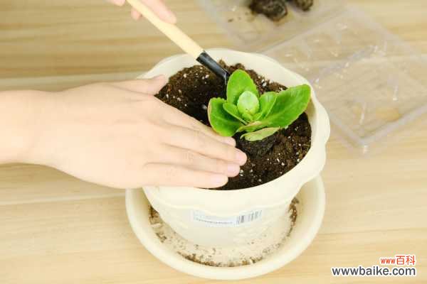 长寿花花朵下垂怎么办