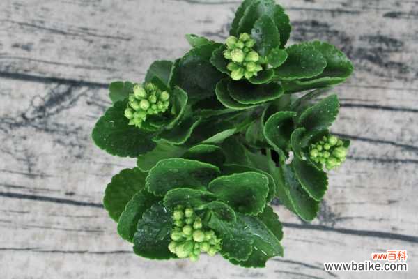 长寿花花朵下垂怎么办