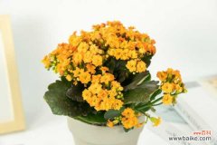 为什么长寿花很茂盛却不开花