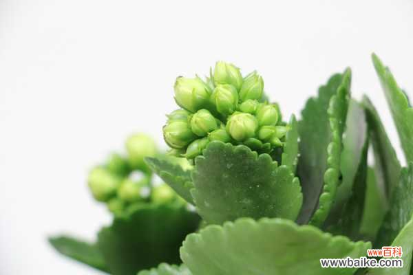 为什么长寿花很茂盛却不开花