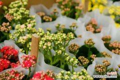 长寿花的叶子发软干枯怎么解决