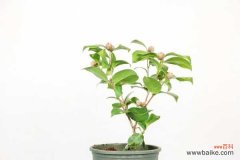 茶花落叶怎么办