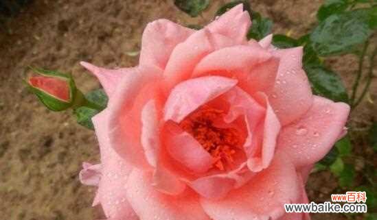 39朵玫瑰花的花语是什么?如何正确表达爱意?