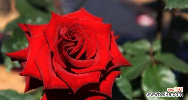 39朵玫瑰花的花语是什么?如何正确表达爱意?