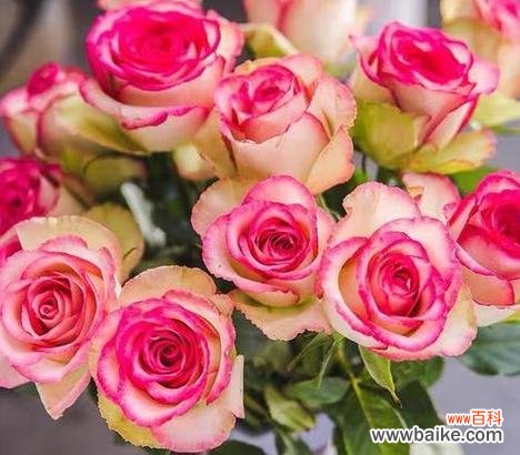 47朵玫瑰花的花语是什么?送47朵玫瑰代表什么含义?