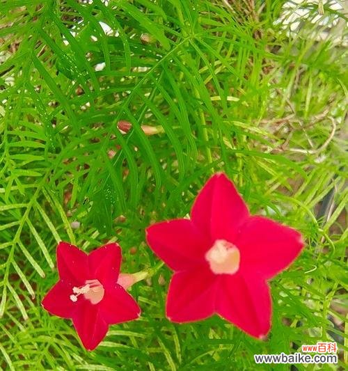 茑萝适合送给什么人？