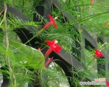 茑萝的花语是什么？如何融入植物文化中？