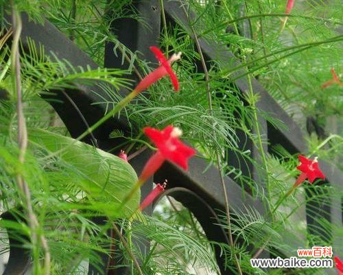 茑萝的花语是什么?如何融入植物文化中?