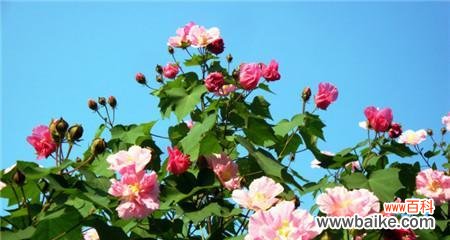 芙蓉花花语是什么?芙蓉花代表了哪些意义?