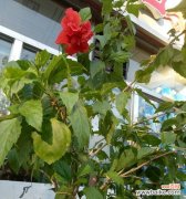 芙蓉花象征什么？如何体现富贵荣华的含义？