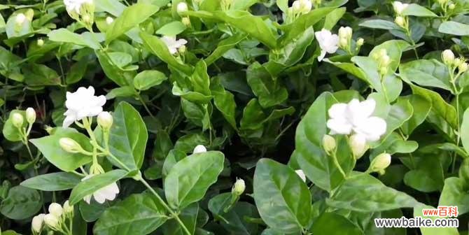 茉莉花语是什么？茉莉背后有哪些美丽故事？