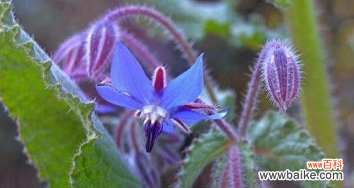 苣叶报春的花语有哪些含义？