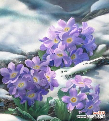 苣叶报春的花语有哪些含义？