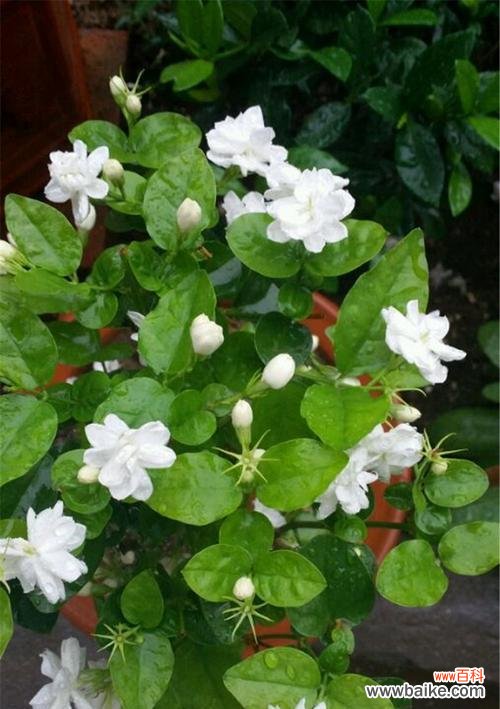 茉莉花的外观特征是什么?茉莉花象征着什么意义?