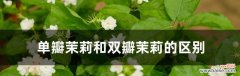 茉莉花代表什么意思？茉莉花的花语有哪些含义？