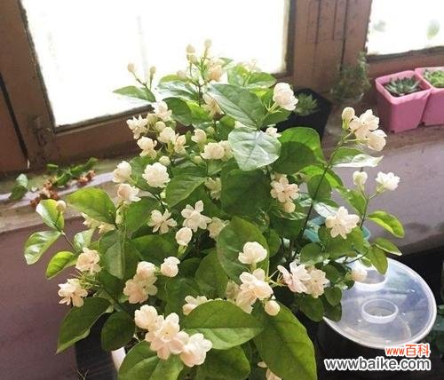 茉莉花代表什么意思?茉莉花的花语有哪些含义?