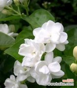 茉莉花可以送人吗？传递爱意的最佳选择是什么？