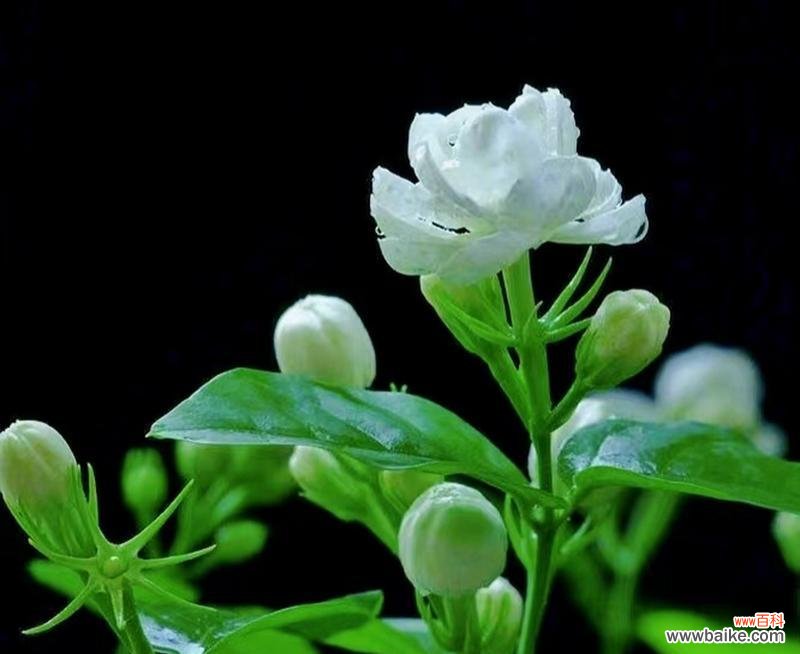 茉莉花的花语是什么?它代表了哪些意义?