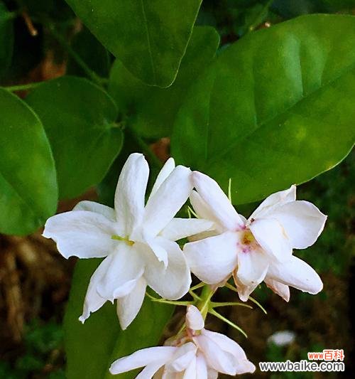 茉莉花的花语是什么?它代表了哪些意义?