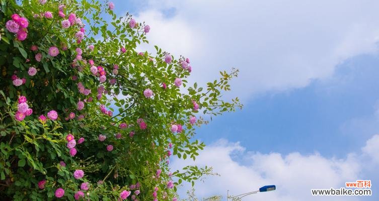 荼蘼花语是什么？它的传说故事有哪些？