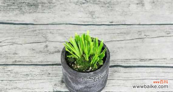 菖蒲花的花语和寓意是什么?有哪些传说故事?