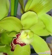 蕙兰的花语是什么？它象征着什么含义？