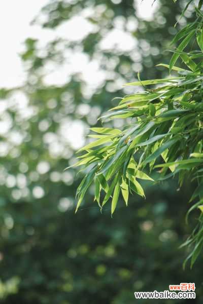 家里养的竹子叶子发黄什么原因