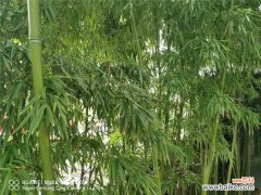 家里养的竹子叶子发黄什么原因