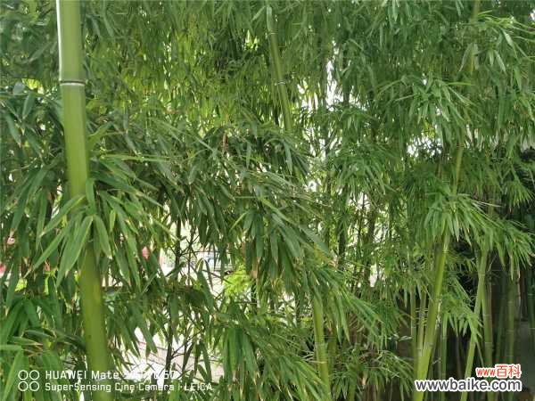 家里养的竹子叶子发黄什么原因