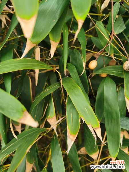 家里养的竹子叶子发黄什么原因