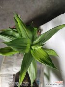 转运竹叶子发黄怎么办