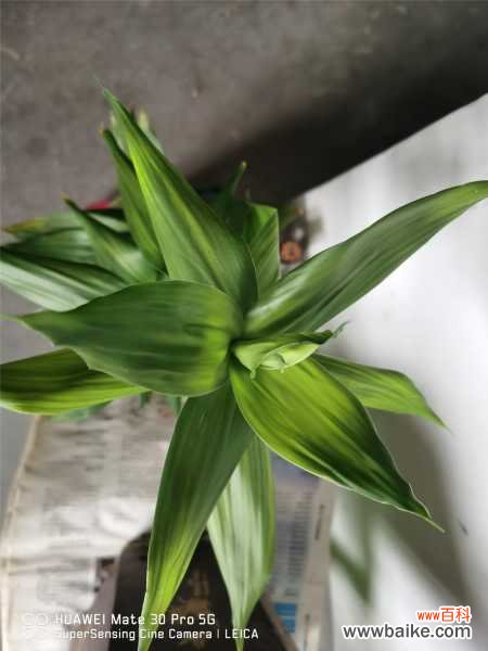 转运竹叶子发黄怎么办