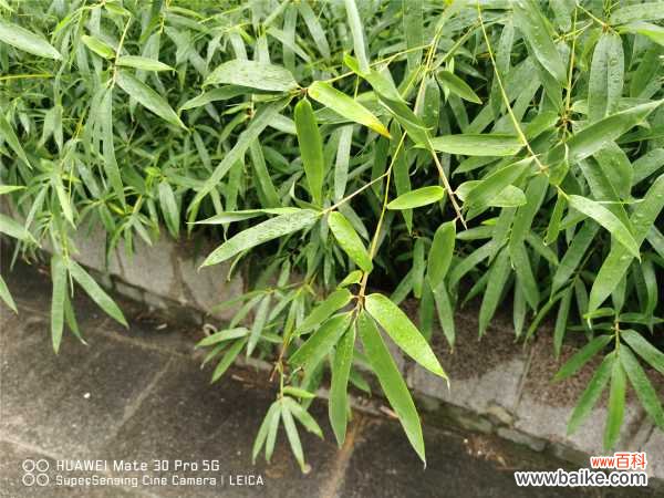 竹子冬天叶子发黄吗