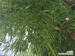 竹子冬天叶子发黄吗