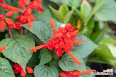 一串红的病害及其防治