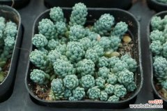 姬星美人病虫害及防治方法