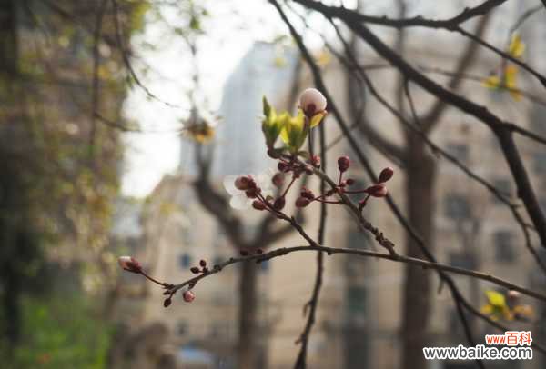 紫叶李常见的病害及其防治