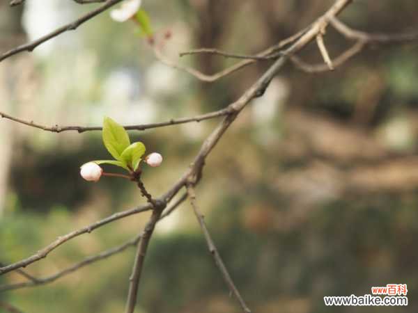 紫叶李常见的病害及其防治