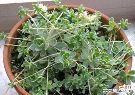 了解护盆草种类及科学养护，打造舒适宜人的家居环境 护盆草的种类和养护技巧