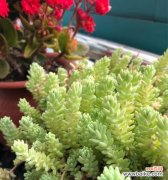 了解护盆草种类及科学养护，打造舒适宜人的家居环境 护盆草的种类和养护技巧