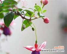 探究倒挂金钟的生长环境及生物学特性，了解其开花时间的规律 倒挂金钟开花时间及相关知识