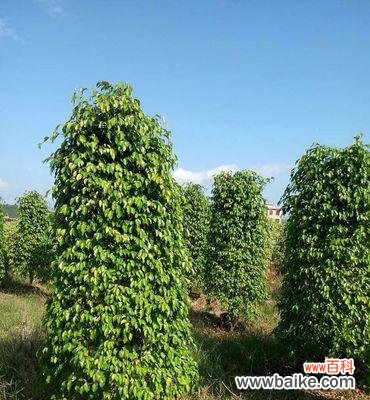 详解榕树种植方法及注意事项 如何种植健康的榕树？